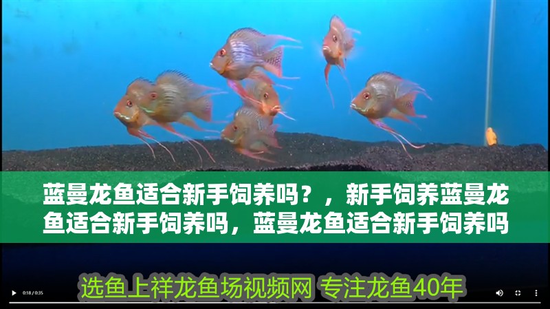 藍曼龍魚適合新手飼養(yǎng)嗎？，新手飼養(yǎng)藍曼龍魚適合新手飼養(yǎng)嗎，藍曼龍魚適合新手飼養(yǎng)嗎