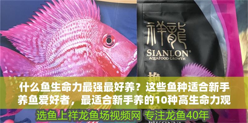 什么魚生命力最強最好養？這些魚種適合新手養魚愛好者，最適合新手養的10種高生命力觀賞魚推薦
