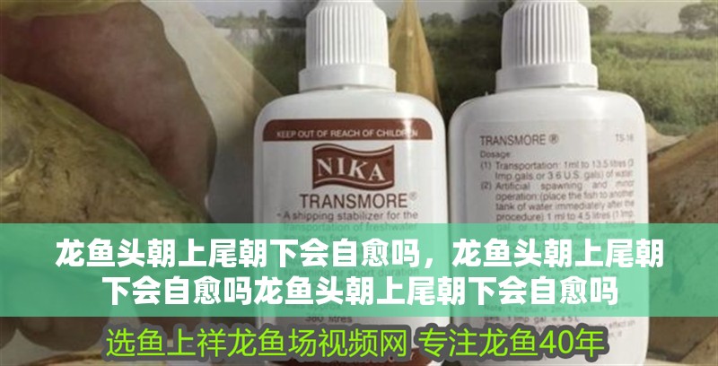 龍魚頭朝上尾朝下會自愈嗎，龍魚頭朝上尾朝下會自愈嗎龍魚頭朝上尾朝下會自愈嗎