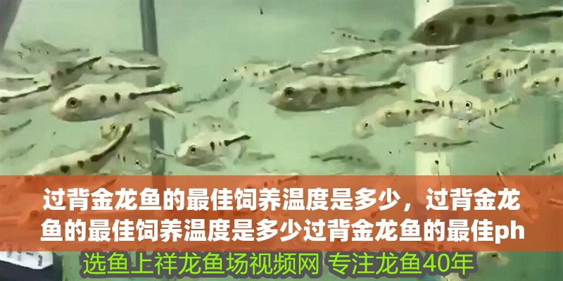 過(guò)背金龍魚(yú)的最佳飼養(yǎng)溫度是多少，過(guò)背金龍魚(yú)的最佳飼養(yǎng)溫度是多少過(guò)背金龍魚(yú)的最佳ph值是多少