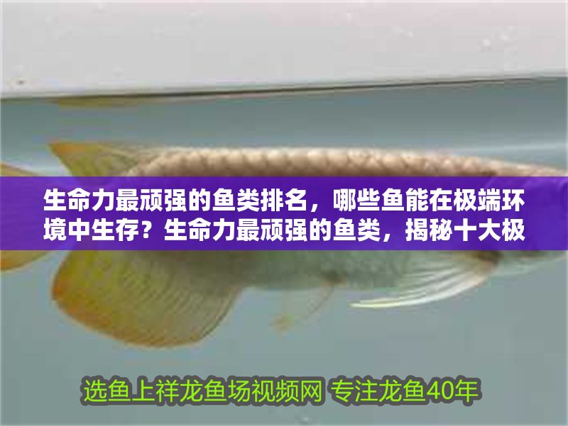 生命力最頑強的魚類排名，哪些魚能在極端環境中生存？生命力最頑強的魚類，揭秘十大極端環境生存王者