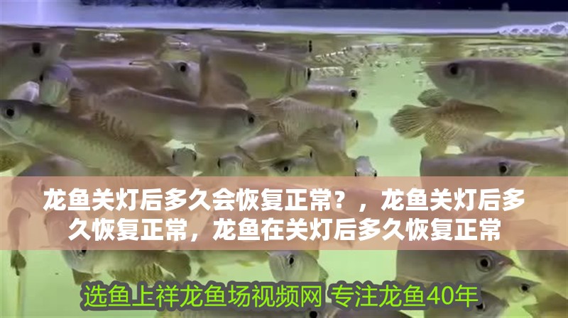 龍魚關燈后多久會恢復正常？，龍魚關燈后多久恢復正常，龍魚在關燈后多久恢復正常