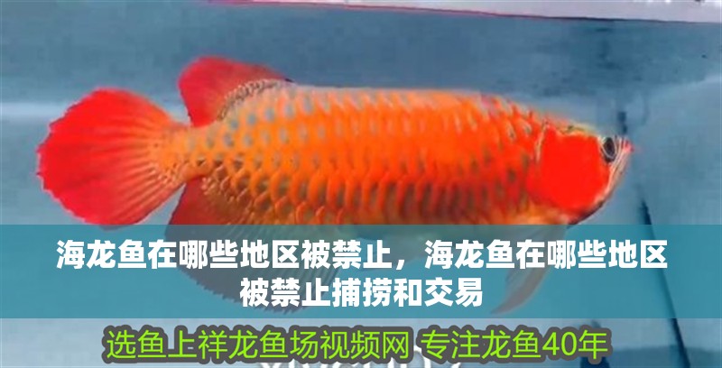 海龍魚在哪些地區(qū)被禁止，海龍魚在哪些地區(qū)被禁止捕撈和交易