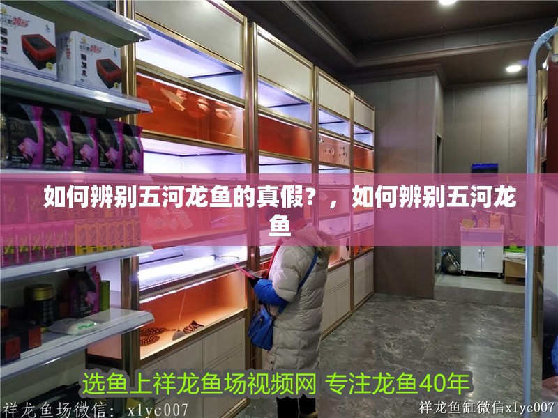 如何辨別五河龍魚的真假？，如何辨別五河龍魚