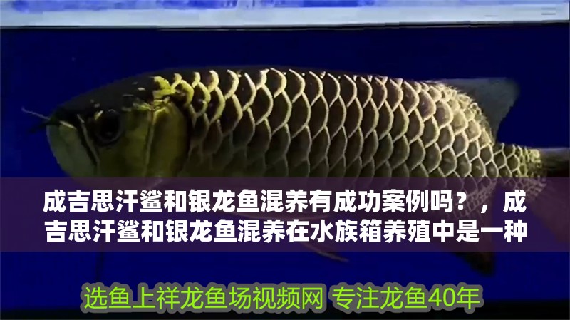 成吉思汗鯊和銀龍魚混養有成功案例嗎？，成吉思汗鯊和銀龍魚混養在水族箱養殖中是一種常見做法