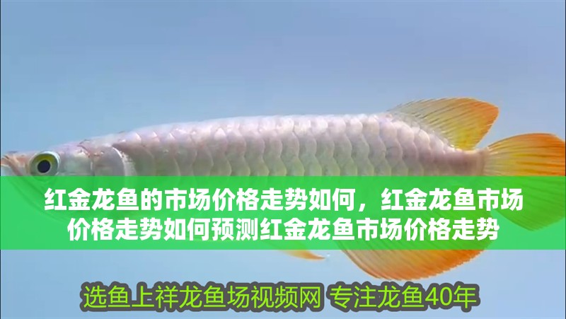 紅金龍魚的市場價格走勢如何，紅金龍魚市場價格走勢如何預(yù)測紅金龍魚市場價格走勢