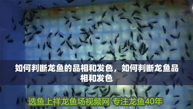 如何判斷龍魚的品相和發(fā)色，如何判斷龍魚品相和發(fā)色