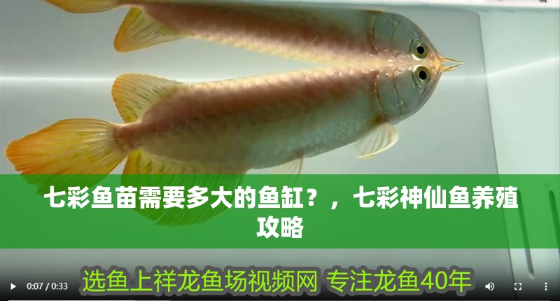 七彩魚苗需要多大的魚缸？，七彩神仙魚養殖攻略