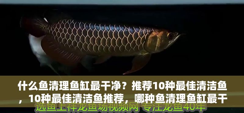 什么魚清理魚缸最干凈？推薦10種最佳清潔魚，10種最佳清潔魚推薦，哪種魚清理魚缸最干凈？