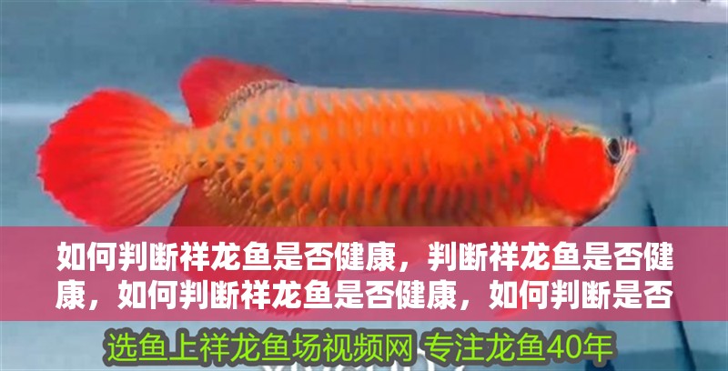 如何判斷祥龍魚是否健康，判斷祥龍魚是否健康，如何判斷祥龍魚是否健康，如何判斷是否健康