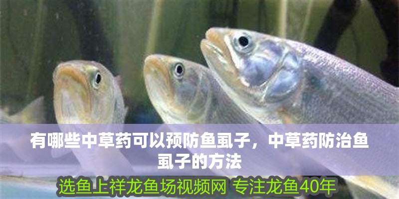 有哪些中草藥可以預防魚虱子，中草藥防治魚虱子的方法