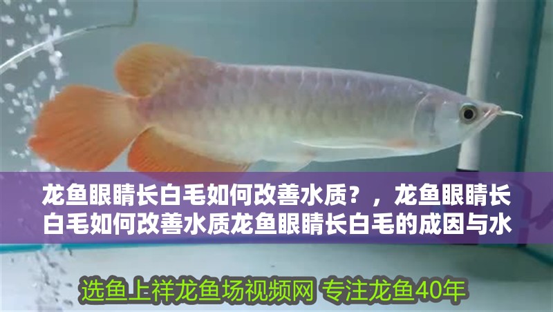 龍魚眼睛長(zhǎng)白毛如何改善水質(zhì)？，龍魚眼睛長(zhǎng)白毛如何改善水質(zhì)龍魚眼睛長(zhǎng)白毛的成因與水質(zhì)改善詳解