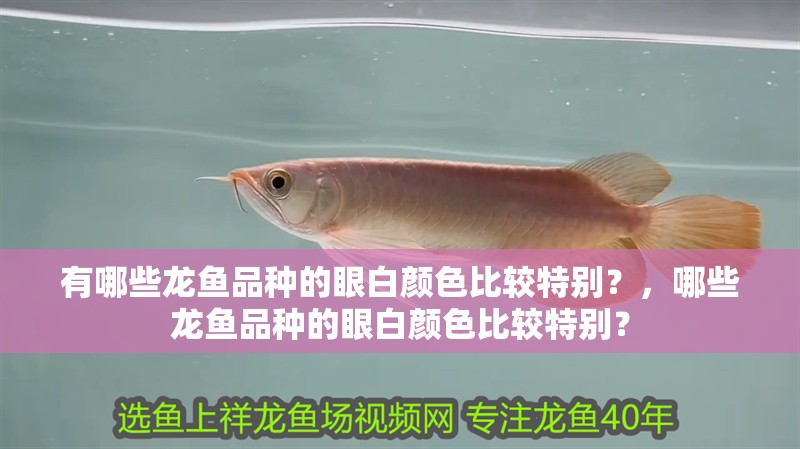 有哪些龍魚品種的眼白顏色比較特別？，哪些龍魚品種的眼白顏色比較特別？