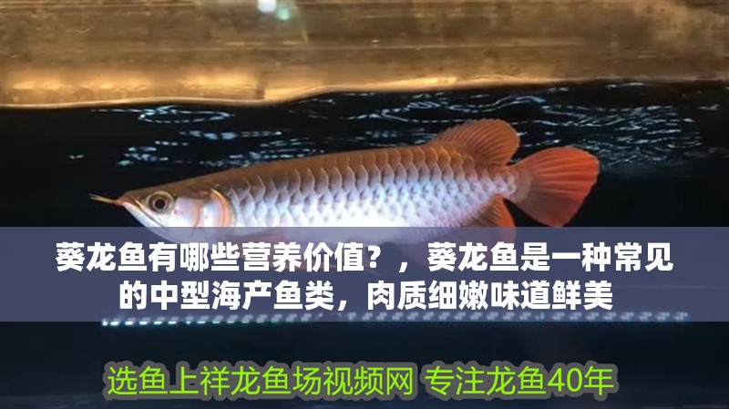 葵龍魚有哪些營養(yǎng)價(jià)值？，葵龍魚是一種常見的中型海產(chǎn)魚類，肉質(zhì)細(xì)嫩味道鮮美