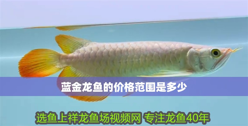 藍金龍魚的價格范圍是多少