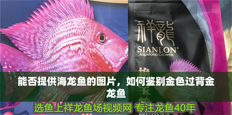能否提供海龍魚的圖片，如何鑒別金色過背金龍魚