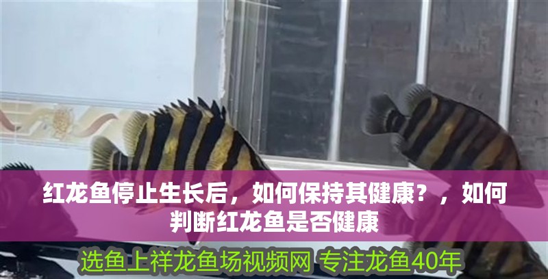 紅龍魚停止生長后，如何保持其健康？，如何判斷紅龍魚是否健康