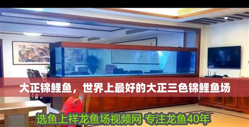 大正錦鯉魚，世界上最好的大正三色錦鯉魚場