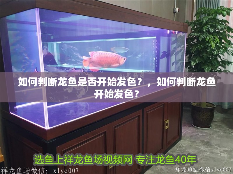 如何判斷龍魚是否開始發色？，如何判斷龍魚開始發色？