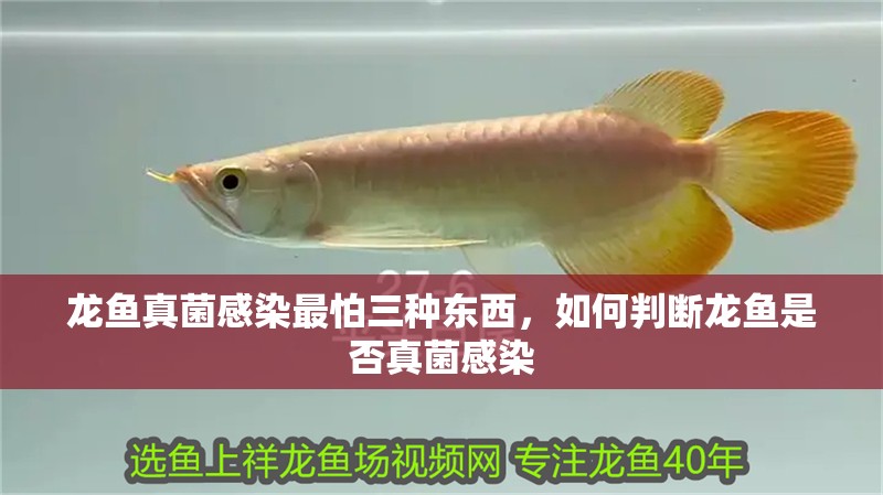 龍魚真菌感染最怕三種東西，如何判斷龍魚是否真菌感染