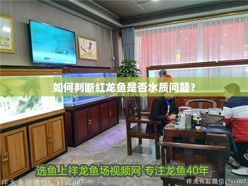 如何判斷紅龍魚是否水質問題？
