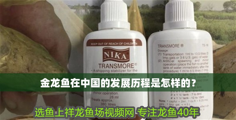 金龍魚在中國的發(fā)展歷程是怎樣的？