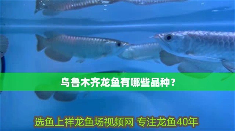 烏魯木齊龍魚有哪些品種？