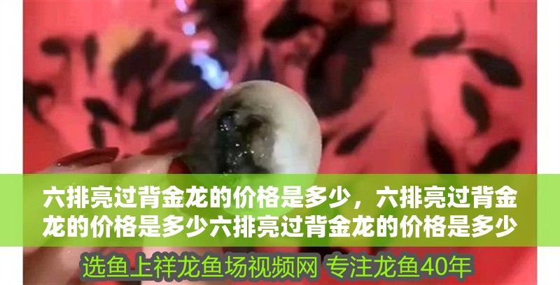 六排亮過(guò)背金龍的價(jià)格是多少，六排亮過(guò)背金龍的價(jià)格是多少六排亮過(guò)背金龍的價(jià)格是多少