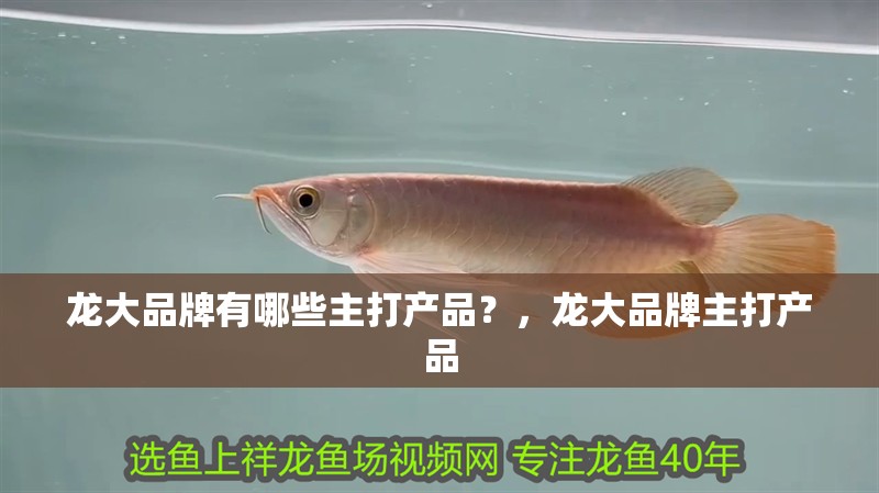 龍大品牌有哪些主打產品？，龍大品牌主打產品