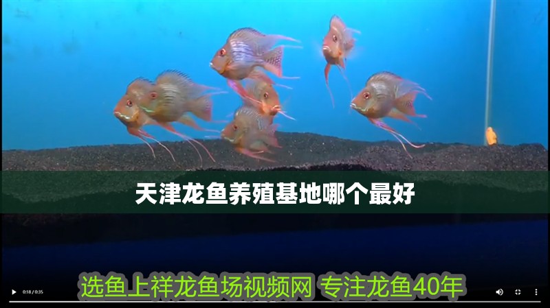天津龍魚養殖基地哪個最好