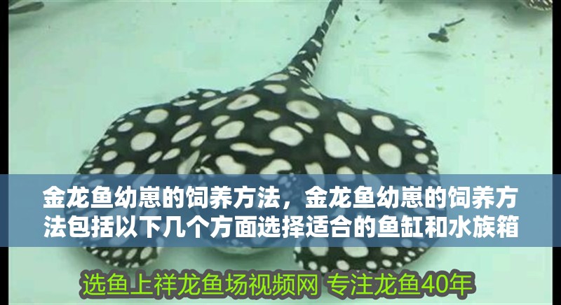 金龍魚(yú)幼崽的飼養(yǎng)方法，金龍魚(yú)幼崽的飼養(yǎng)方法包括以下幾個(gè)方面選擇適合的魚(yú)缸和水族箱