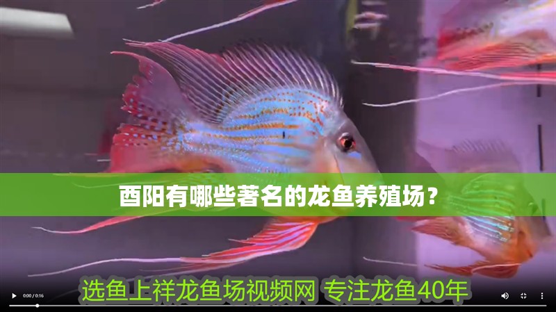 酉陽有哪些著名的龍魚養殖場？