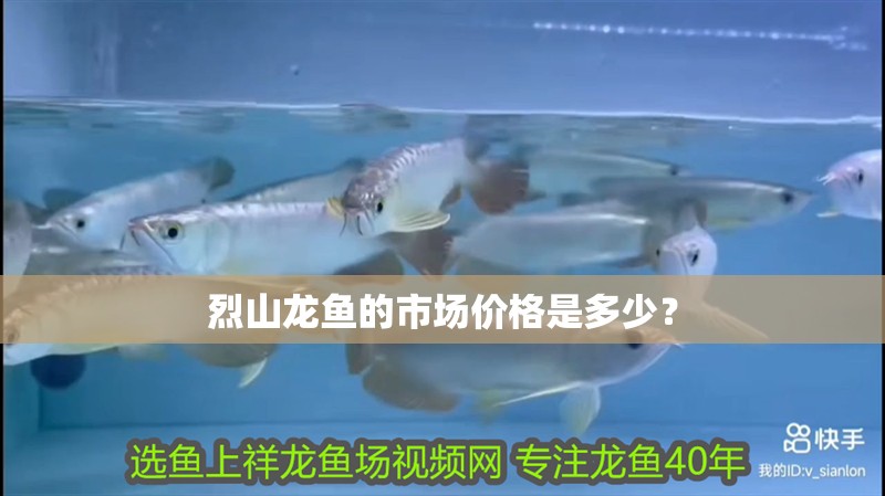 烈山龍魚的市場價格是多少？