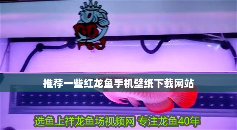 推薦一些紅龍魚手機壁紙下載網站
