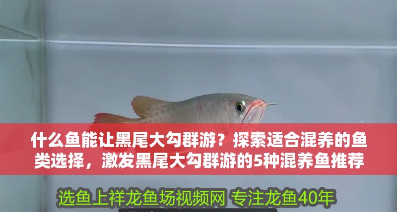 什么魚能讓黑尾大勾群游？探索適合混養(yǎng)的魚類選擇，激發(fā)黑尾大勾群游的5種混養(yǎng)魚推薦 什么魚能讓黑尾大勾群游？探索適合混養(yǎng)的魚類選擇，激發(fā)黑尾大勾群游的5種混養(yǎng)魚推薦 龍魚百科 第1張