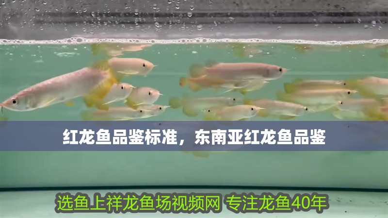 紅龍魚品鑒標準，東南亞紅龍魚品鑒