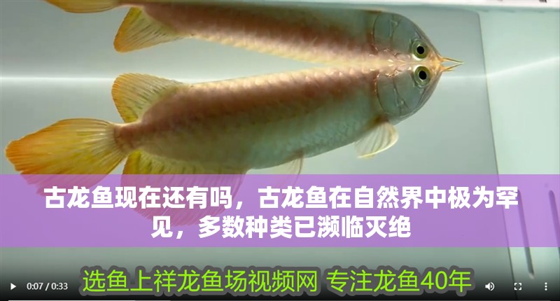古龍魚現在還有嗎，古龍魚在自然界中極為罕見，多數種類已瀕臨滅絕