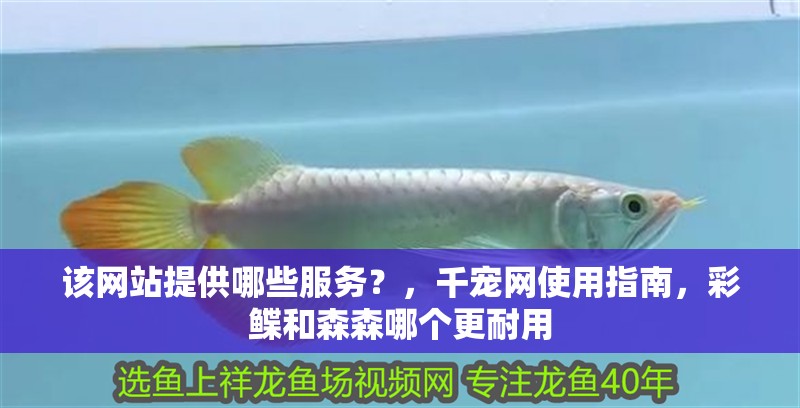 該網站提供哪些服務？，千寵網使用指南，彩鰈和森森哪個更耐用