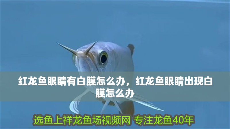 紅龍魚眼睛有白膜怎么辦，紅龍魚眼睛出現白膜怎么辦