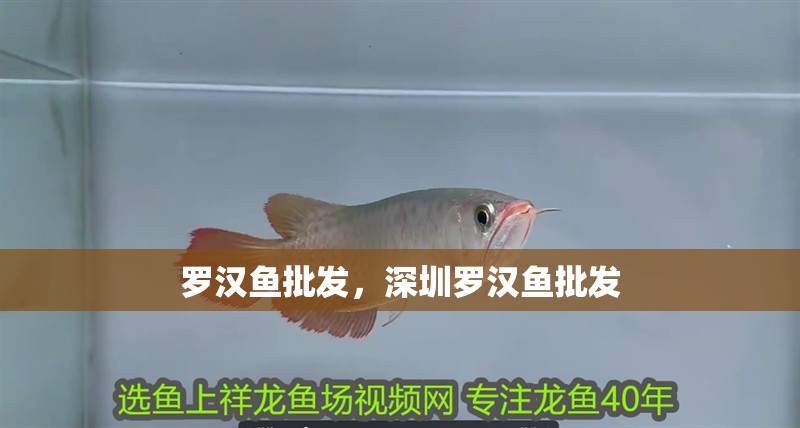 羅漢魚批發(fā)，深圳羅漢魚批發(fā)