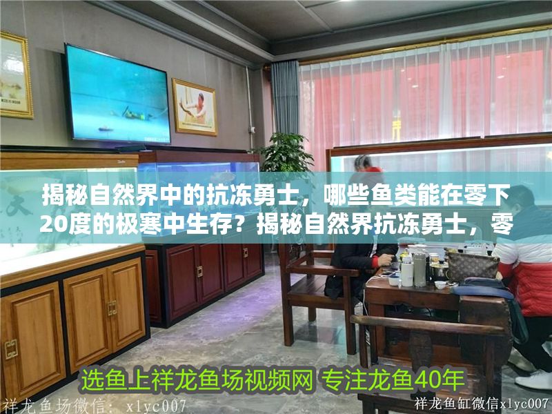 揭秘自然界中的抗凍勇士，哪些魚類能在零下20度的極寒中生存？揭秘自然界抗凍勇士，零下20度存活的極寒魚類