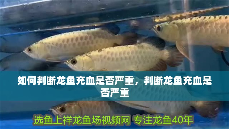 如何判斷龍魚充血是否嚴重，判斷龍魚充血是否嚴重