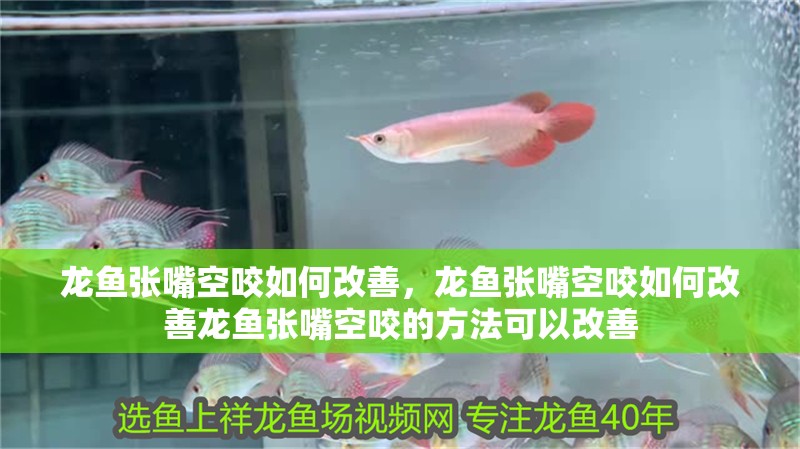 龍魚張嘴空咬如何改善，龍魚張嘴空咬如何改善龍魚張嘴空咬的方法可以改善