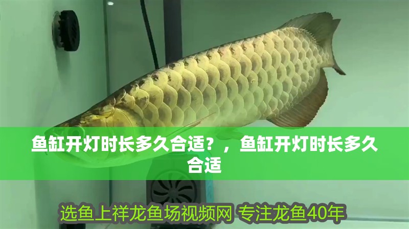 魚缸開燈時長多久合適？，魚缸開燈時長多久合適