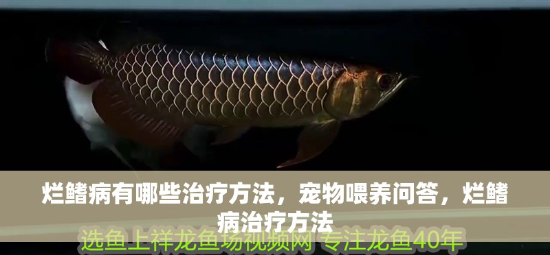爛鰭病有哪些治療方法，寵物喂養(yǎng)問答，爛鰭病治療方法