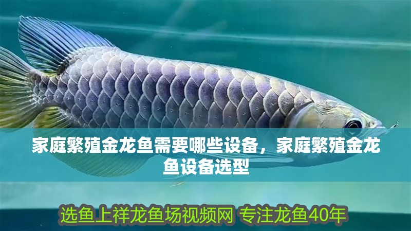 家庭繁殖金龍魚需要哪些設備，家庭繁殖金龍魚設備選型