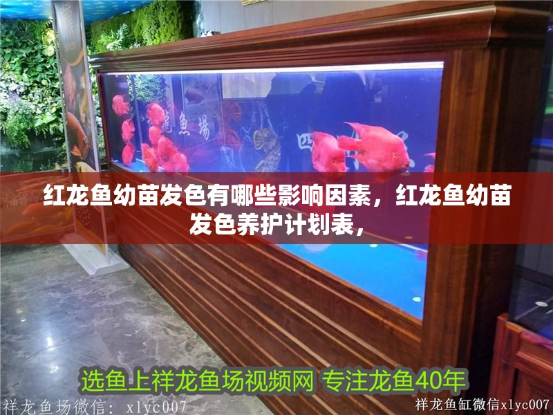 紅龍魚幼苗發(fā)色有哪些影響因素，紅龍魚幼苗發(fā)色養(yǎng)護計劃表，