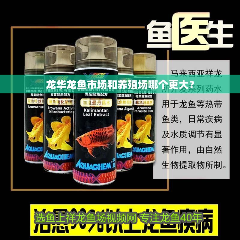 龍華龍魚市場和養殖場哪個更大？