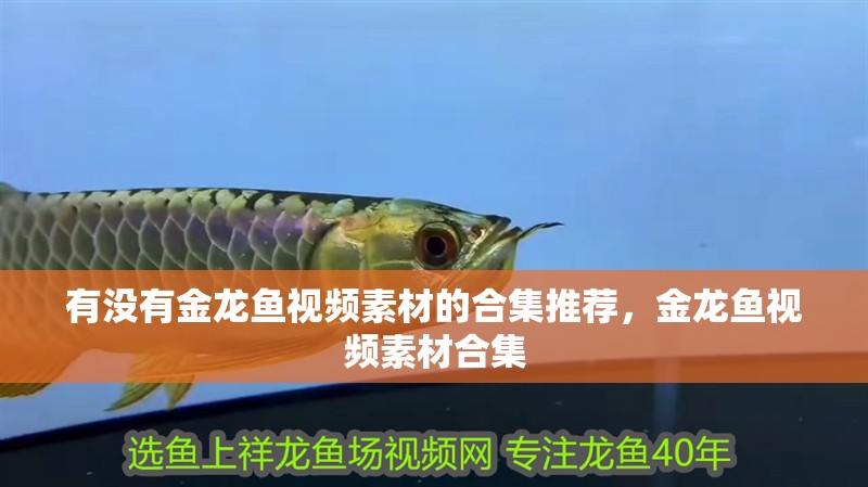 有沒有金龍魚視頻素材的合集推薦，金龍魚視頻素材合集