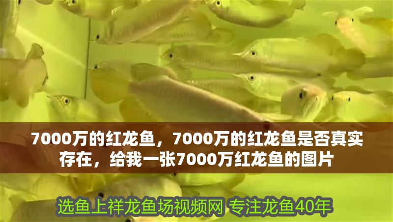 7000萬的紅龍魚，7000萬的紅龍魚是否真實存在，給我一張7000萬紅龍魚的圖片